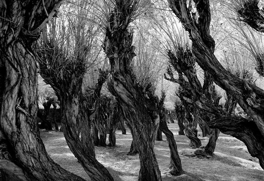 01_trees.hair.blackandwhite.jpg